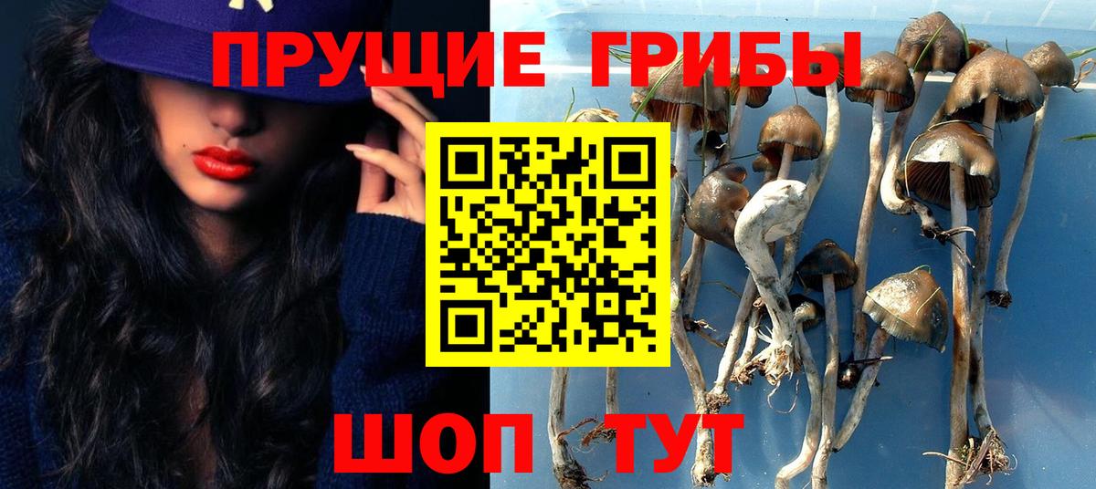Псилоцибиновые грибы Cubensis Лыткарино
